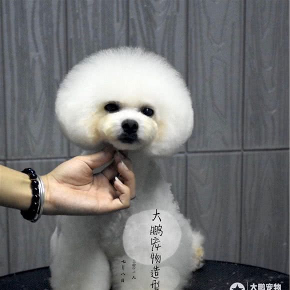 大鹏宠物造型生活馆(万达店):晋中市榆次区榆次区附近