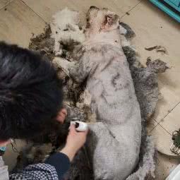 安吉派特宠物诊所:湖州市安吉县