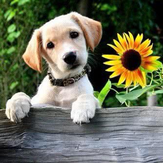 绍兴优伴训犬学校:绍兴市柯桥区