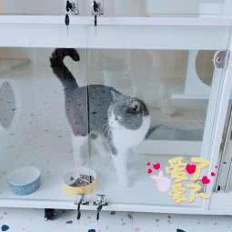 遇见·喵星人:绍兴市嵊州市