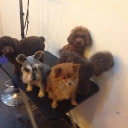 宠爱一生狗狗生活馆:绍兴市嵊州市