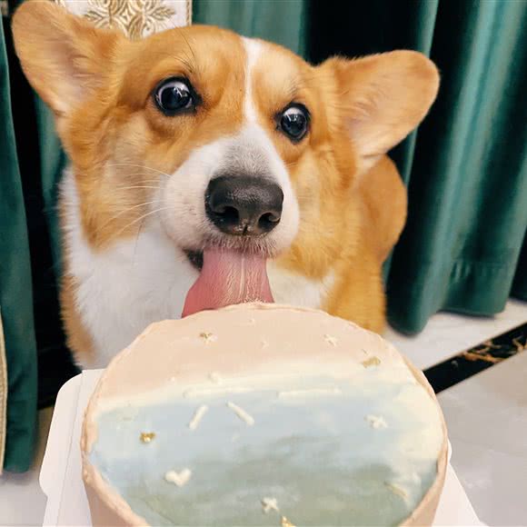 麦力星球宠物烘焙:绍兴市嵊州市