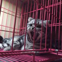 海波家庭宠物旅馆:北京城区朝阳区对外经贸附近