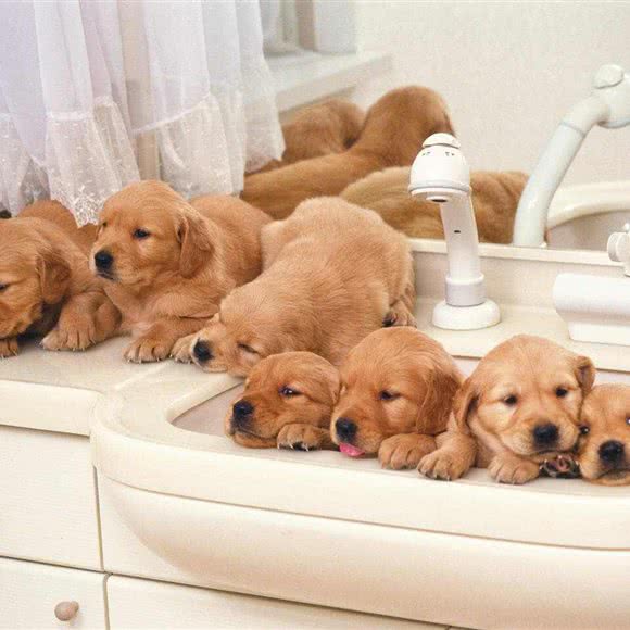 恋宠犬猫生活馆:金华市婺城区