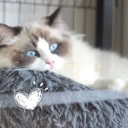 Orange Cats猫舍:金华市婺城区