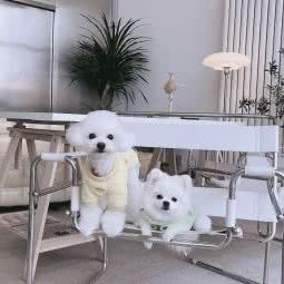 爱乐宠物工作室:北京城区朝阳区对外经贸附近