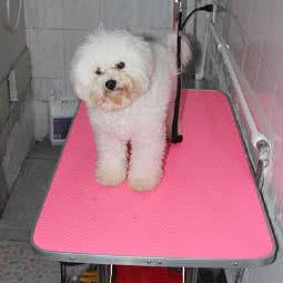 微我宠物生活馆:金华市兰溪市