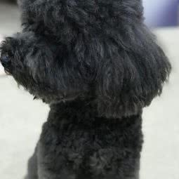 哈噜宠物旅店:金华市东阳市