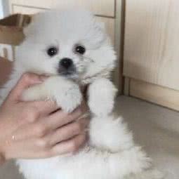 大明星犬舍猫舍宠物市场:北京城区朝阳区对外经贸附近