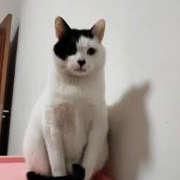 永康市安宁宠物医院:金华市永康市