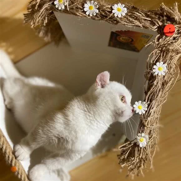 小九喵屋猫咖:衢州市柯城区