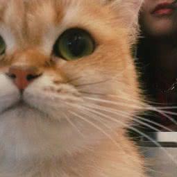 mio cats cafe:衢州市江山市