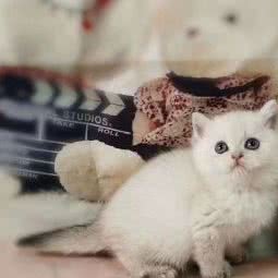 啊猫啊狗:北京城区朝阳区对外经贸附近