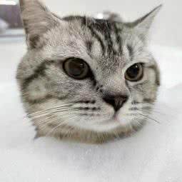 叁柒宠物会馆:台州市天台县