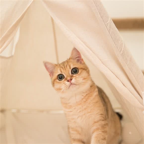 喵了个咪主题猫咖:台州市天台县