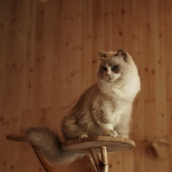 猫佬大休闲撸猫馆:台州市天台县