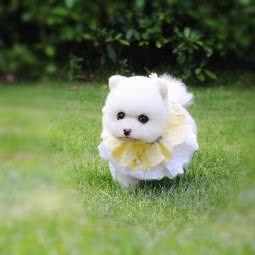 铲屎官宠物活体专卖:台州市天台县