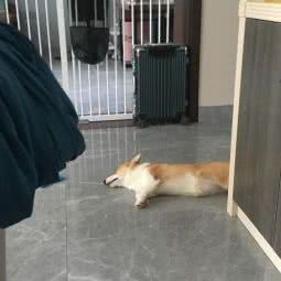 天一宠物诊所:台州市天台县