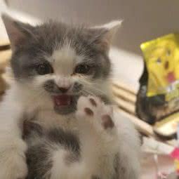 猫三《Cat》:台州市仙居县