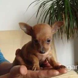 宠乐窝宠物店:台州市温岭市