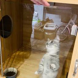 胖叮の猫舍:台州市温岭市