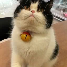 宝宝猫舍:台州市温岭市