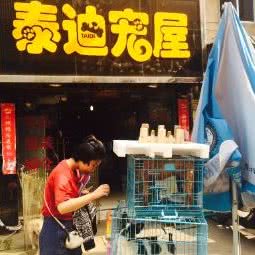 泰迪宠窝:台州市临海市