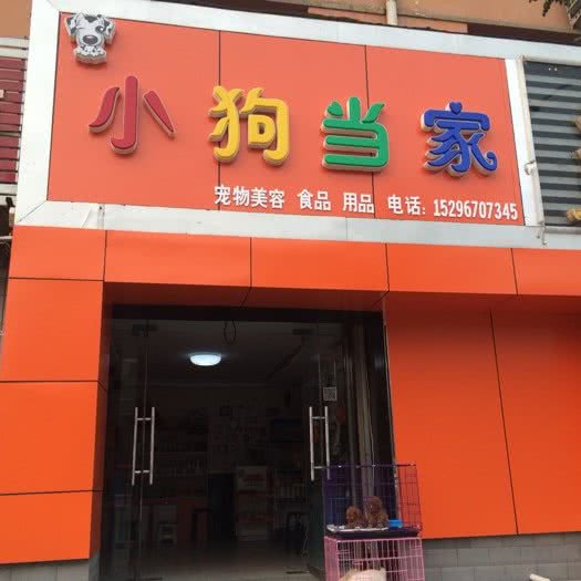 小狗当家:运城市盐湖区北郊附近