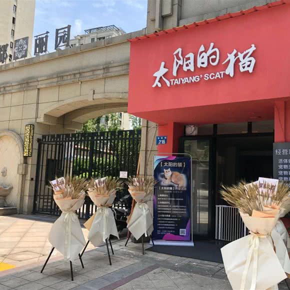 太阳的猫:丽水市莲都区