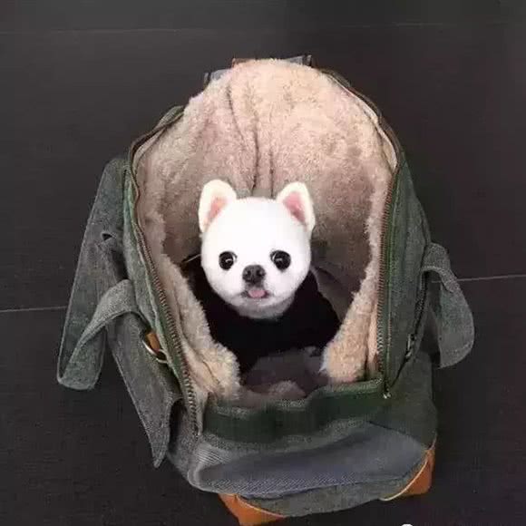 哗众取宠宠物狗生活馆:运城市盐湖区北郊附近