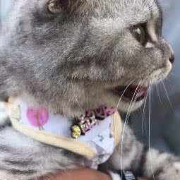 派多美宠物店:丽水市遂昌县