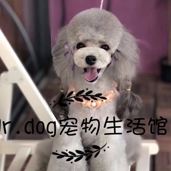 Mr.dog宠物生活馆:运城市盐湖区北郊附近