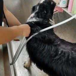 合肥聚宠堂宠物乐园:合肥市庐阳区