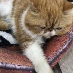 觅猫猫咖:合肥市蜀山区