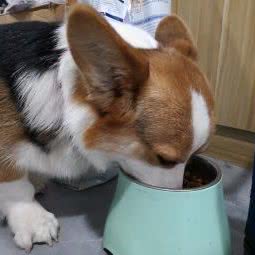 辛巴家宠物店:合肥市包河区