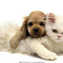 嘻哈宠物店:合肥市长丰县