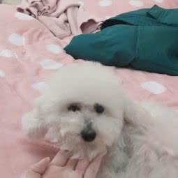 阳光宠物医院:合肥市长丰县