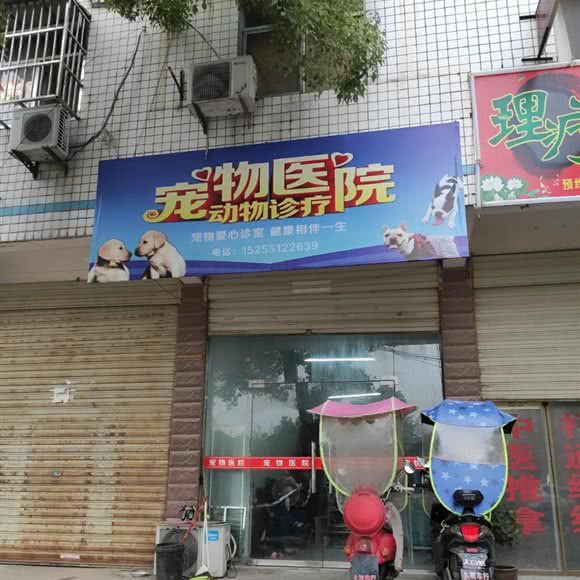 宠物医院动物诊疗:合肥市长丰县