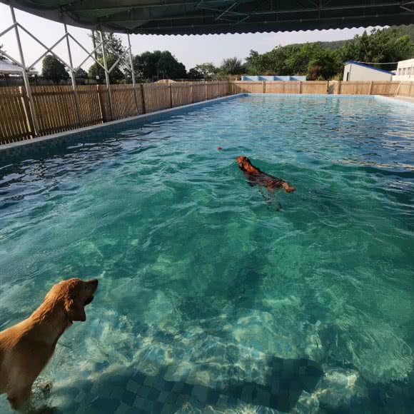 宠境:合肥市肥东县