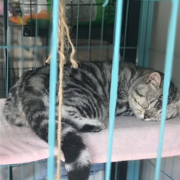 逗宠萌宠生活馆:合肥市肥西县