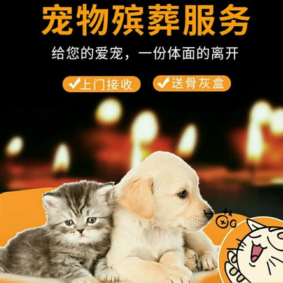 小小宠物殡葬服务中心:合肥市肥西县