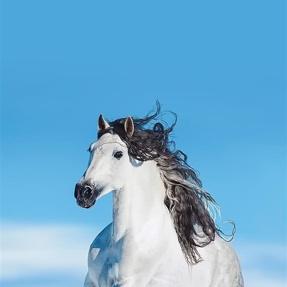 爱心宠物医院:合肥市肥西县