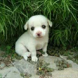 狗模狗样:运城市盐湖区中银大道附近