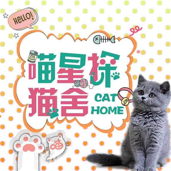 喵星探猫舍(银湖路店):芜湖市镜湖区