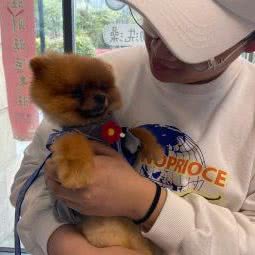 汪旺宠物店:淮南市田家庵区