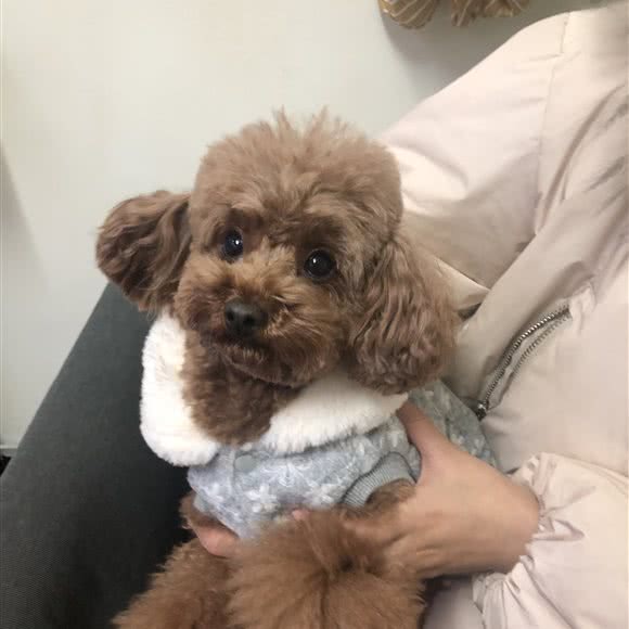 壹宠宠物店:淮南市田家庵区