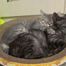 圣宠宠物(京奥家园店):北京城区朝阳区东坝附近