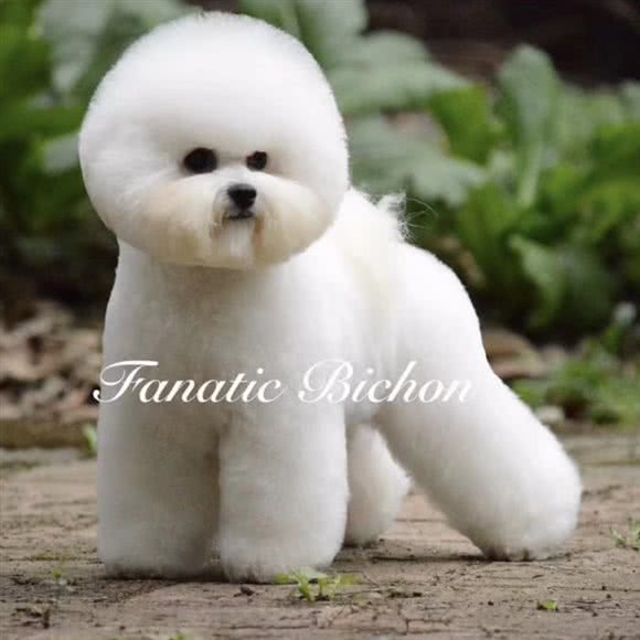 乔治宠物会所:马鞍山市花山区