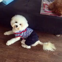 麦兜宠屋宠物生活馆:马鞍山市花山区