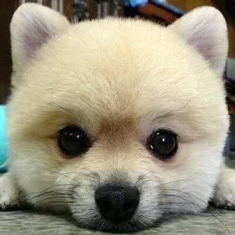 时尚宠屋:运城市盐湖区西城附近